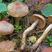 Cortinarius raphanoides - Photo (c) Federico Calledda, some rights reserved (CC BY-NC), uploaded by Federico Calledda