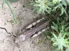 Egnatiinae