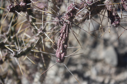 Image of Cylindropuntia kleiniae by (c) Alexis López Hernández, some rights reserved (CC BY)