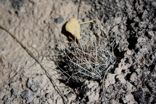Sclerocactus pinkavanus