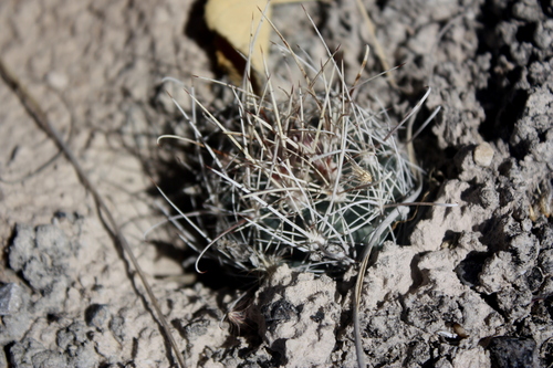 Sclerocactus pinkavanus