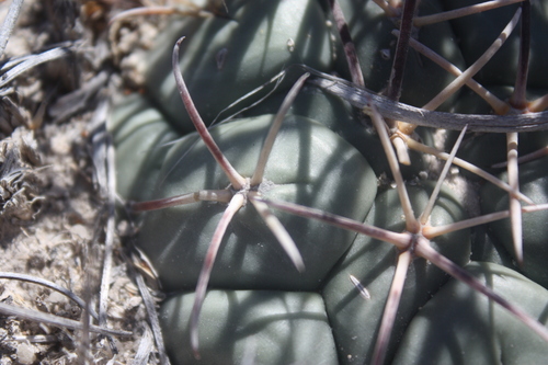 Coryphantha poselgeriana