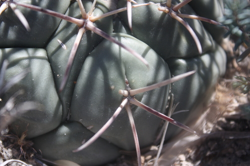 Coryphantha poselgeriana