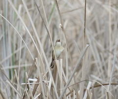 Locustella luscinioides