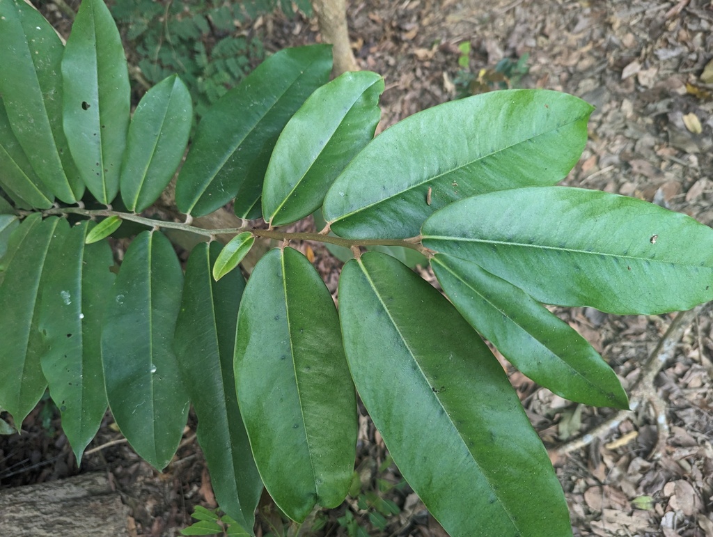 Diospyros blancoi, Taiwan