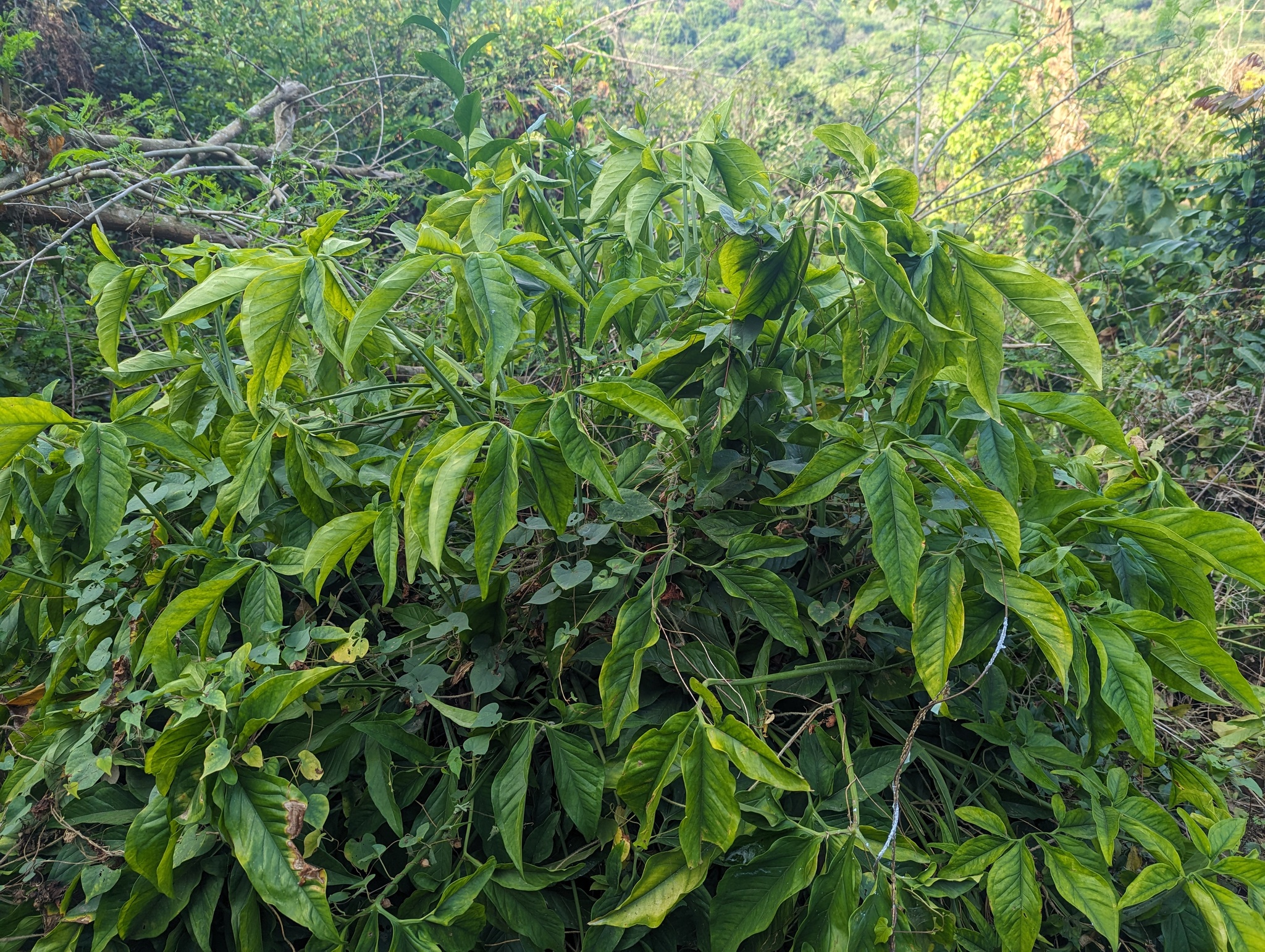 Imagem de Língua-de-cobra