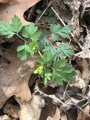 Corydalis flavula