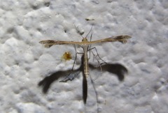 Oxyptilini