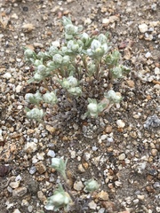 Stylocline gnaphaloides