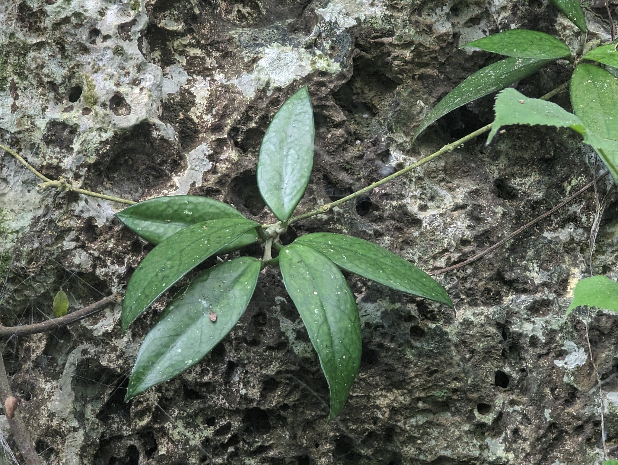 Imagem de Flor-de-cera