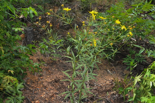 Image of Coreopsis delphiniifolia by (c) Brian Finzel, some rights reserved (CC BY-SA)