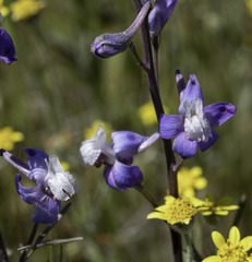 Delphinium parryi