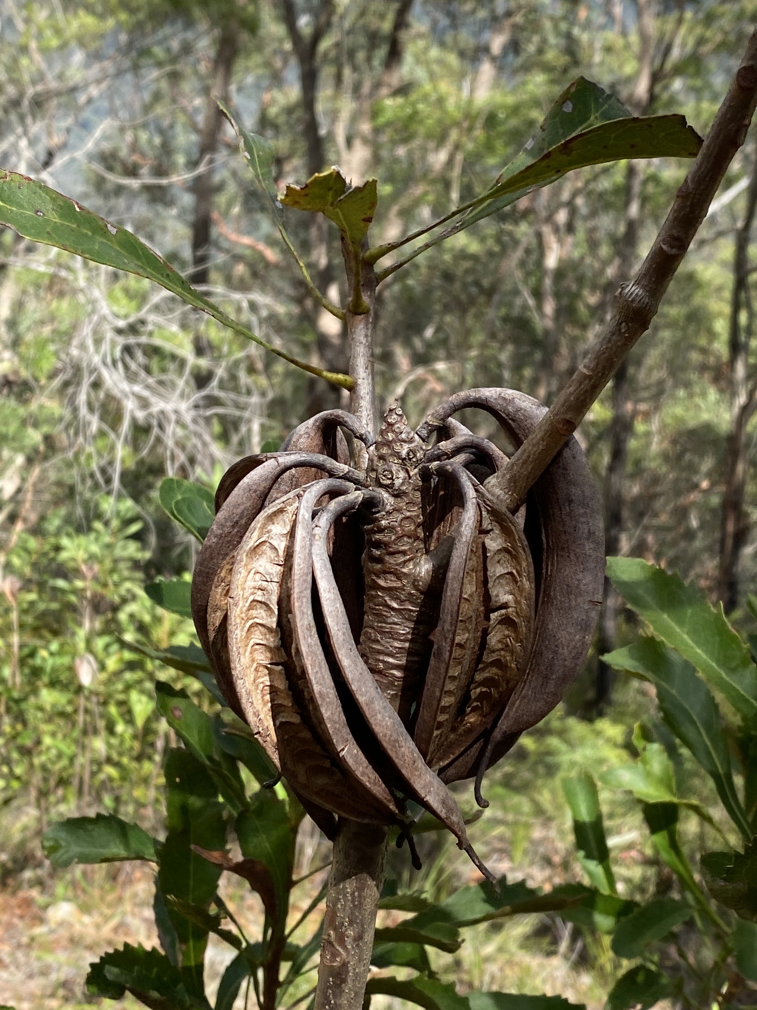 Imagem de Waratah