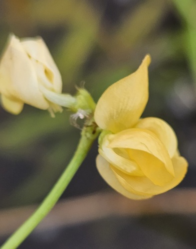 Fula-pulaar (Vigna multinervis)