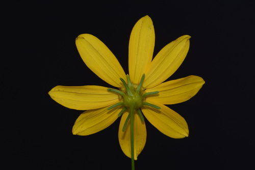 Image of Coreopsis delphiniifolia by (c) Brian Finzel, some rights reserved (CC BY-SA)
