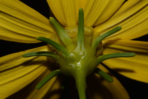 Image of Coreopsis delphiniifolia by (c) Brian Finzel, some rights reserved (CC BY-SA)