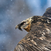 Eurasian Bearded Vulture - Photo (c) Davide Diana, some rights reserved (CC BY-NC), uploaded by Davide Diana