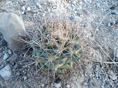 Coryphantha poselgeriana