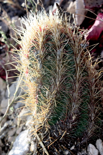 Thelocactus bicolor