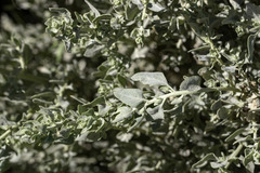 Atriplex spinifera