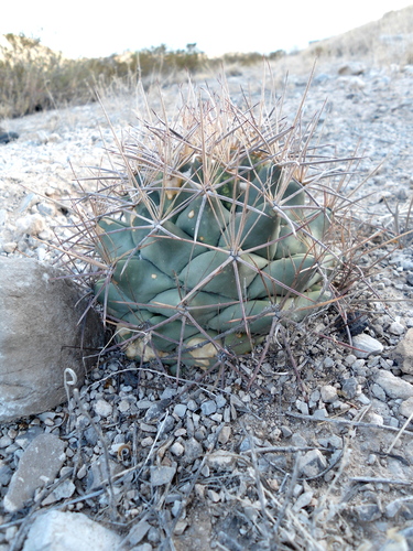 Coryphantha poselgeriana