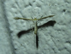 Stangeia xerodes
