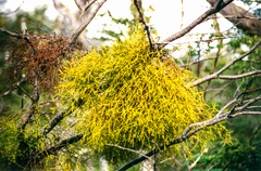 Misodendrum punctulatum