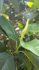 Magnolia portoricensis