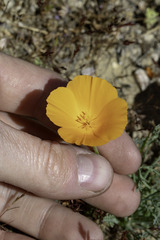 Eschscholzia lemmonii