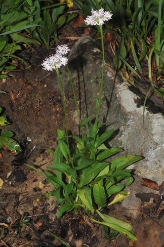 Image of Marshallia pulchra by (c) Brian Finzel, some rights reserved (CC BY-SA)