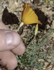 Eschscholzia lemmonii