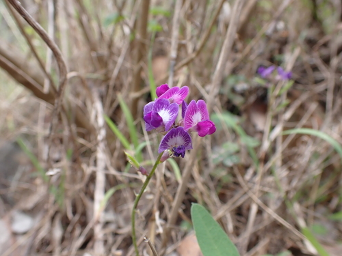 Image of Glycine tabacina by (c) Nina Kerr, some rights reserved (CC BY)