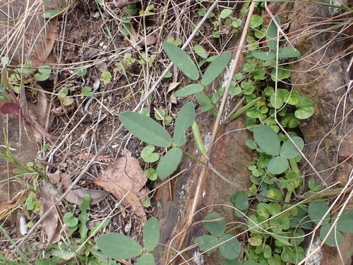 Image of Glycine tabacina by (c) Nina Kerr, some rights reserved (CC BY)