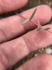 Camissoniopsis pallida