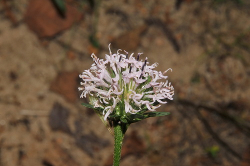 Image of Marshallia pulchra by (c) Brian Finzel, some rights reserved (CC BY-SA)