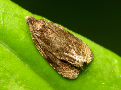 Olethreutes concinnana