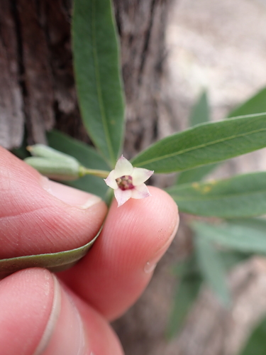 Image of Billardiera versicolor by (c) Nina Kerr, some rights reserved (CC BY)