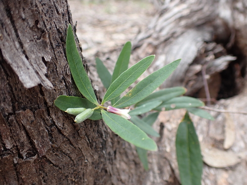 Sweet Appleberry (Billardiera versicolor)