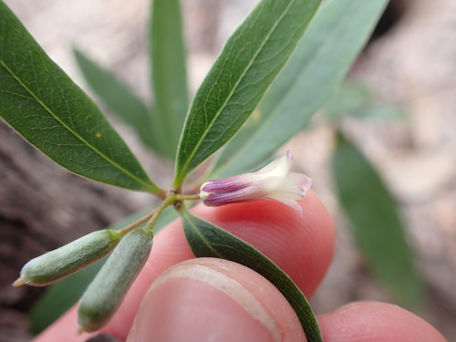 Image of Sweet Appleberry (Billardiera versicolor) by (c) Nina Kerr, some rights reserved (CC BY)