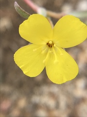 Camissoniopsis pallida