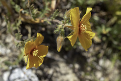 Mentzelia pectinata