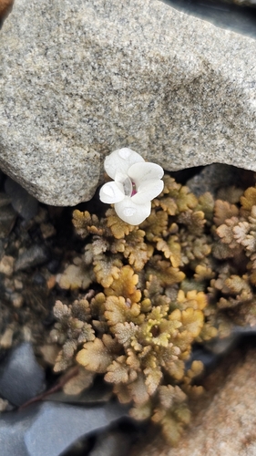 Image of Veronica cheesemanii by no rights reserved
