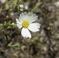 Layia pentachaeta albida