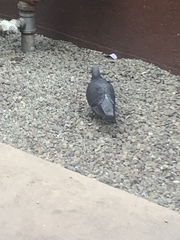 Columba livia domestica