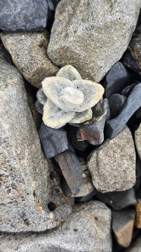Image of Haastia Sinclairii (Haastia sinclairii) by no rights reserved