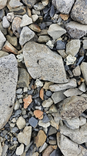 Image of Haastia Sinclairii (Haastia sinclairii) by no rights reserved