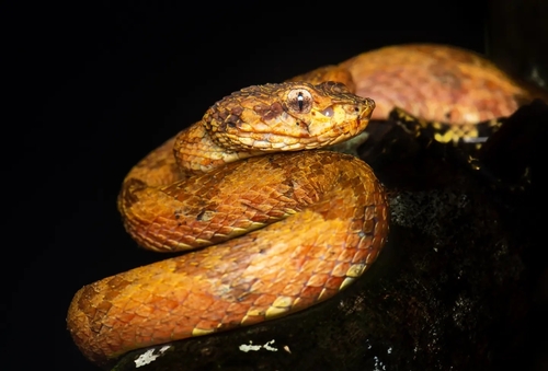 Malabarian Pit Viper, Craspedocephalus anamallensis