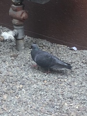 Columba livia domestica