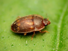Stelidota geminata