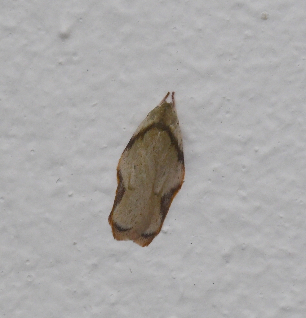 Glycynympha